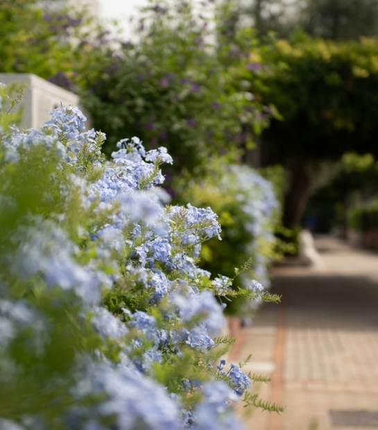 Fiori profumati nel giardino dell'Hotel